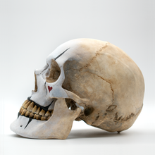 Cargar imagen en el visor de la galería, The Mime Skull