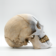 Cargar imagen en el visor de la galería, The Mime Skull