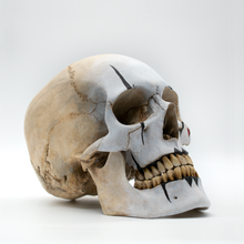 Cargar imagen en el visor de la galería, The Mime Skull