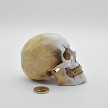 Cargar imagen en el visor de la galería, The Mime Skull Small
