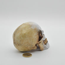 Cargar imagen en el visor de la galería, The Mime Skull Small
