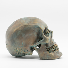 Cargar imagen en el visor de la galería, Oxide Skull by Voudou Skull Collection - Calavera a tamaño real hecha a mano y pintada en color latón, cobre, zinc, bronce y efecto oxido, escultura o figura  de cráneo hiperrealista que puede servir para ciencia, decoración e interismo /  Oxide Skull by Voudou Skull Collection - Life-size skull handmade and painted in color brass, copper, zinc, bronze and rust effect, sculpture or hyper-realistic skull figure that can be used for science, decoration and interior design
