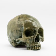 Cargar imagen en el visor de la galería, Bogged Down Skull
