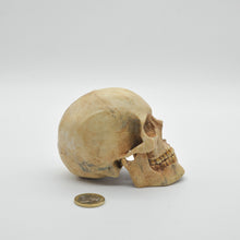 Cargar imagen en el visor de la galería, The Skull Smal
