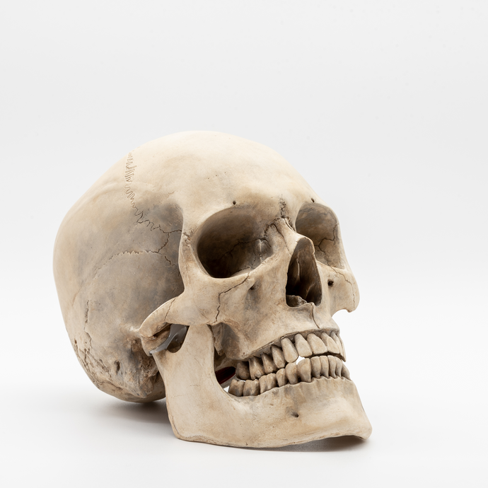 The Skull by Voudou Skull Collection - Calavera a tamaño real hecha a mano y pintada en color hueso, escultura o figura  de cráneo hiperrealista que puede servir para ciencia y decoración  / Life-size skull handmade and painted in bone color, sculpture or hyper-realistic skull figure that can be used for science and decoration